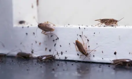 Benefits of Cockroaches Pest Control Tootgarook